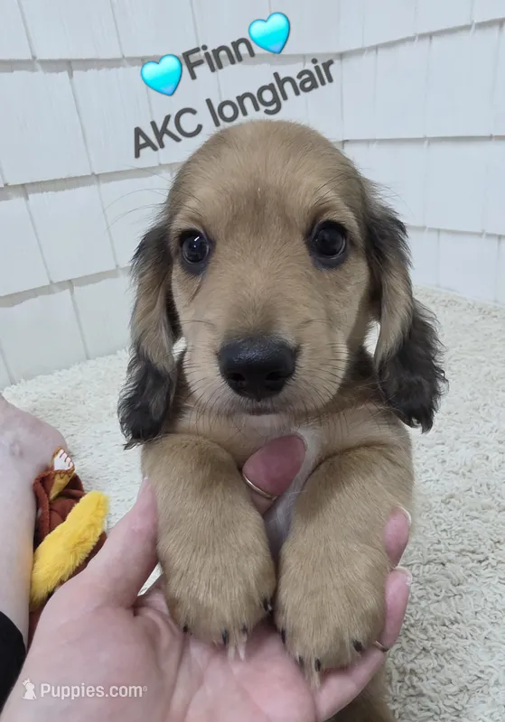 Finn AKC Miniature longhair  – Miniature Dachshund puppy for sale in Alma, MI