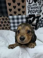 Olive AKC LH new pics 10-25 🩷, a female Miniature Dachshund for sale in Alma, MI – Photo 5 of 8