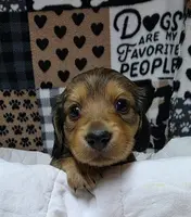 Olive AKC LH new pics 10-25 🩷, a female Miniature Dachshund for sale in Alma, MI – Photo 4 of 8