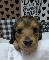 Olive AKC LH new pics 10-25 🩷, a female Miniature Dachshund for sale in Alma, MI – Photo 1 of 8