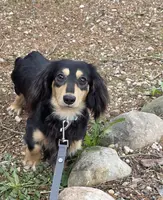 Olive AKC LH new pics 10-25 🩷, a female Miniature Dachshund for sale in Alma, MI – Photo 8 of 8