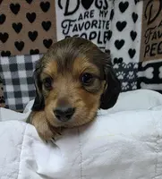 Olive AKC LH new pics 10-25 🩷, a female Miniature Dachshund for sale in Alma, MI – Photo 3 of 8