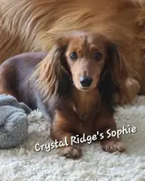 Olive AKC LH new pics 10-25 🩷, a female Miniature Dachshund for sale in Alma, MI – Photo 7 of 8