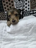 Olive AKC LH new pics 10-25 🩷, a female Miniature Dachshund for sale in Alma, MI – Photo 6 of 8