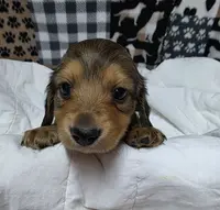 Olive AKC LH new pics 10-25 🩷, a female Miniature Dachshund for sale in Alma, MI – Photo 2 of 8