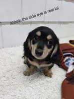 Olive AKC Miniature Longhair , a female Dachshund for sale in Alma, MI – 4 of 5