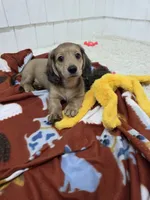 Akc LH miniature boy "Teddy" new pics 7-17 : ), a male Miniature Dachshund for sale in Alma, MI – 6 of 6