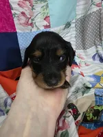 Akc LH miniature boy " Max", a male Miniature Dachshund for sale in Alma, MI – 4 of 6