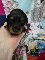 Akc LH miniature boy " Max", a male Miniature Dachshund for sale in Alma, MI – 5 of 6