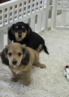 Akc LH miniature boy "Teddy" new pics 7-13, a male Miniature Dachshund for sale in Alma, MI – 7 of 7