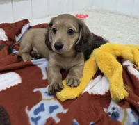 Akc LH miniature boy "Teddy" new pics 7-17 : ), a male Miniature Dachshund for sale in Alma, MI – 2 of 6