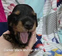 Akc LH miniature boy " Max", a male Miniature Dachshund for sale in Alma, MI – 1 of 6