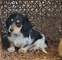 Fergus AKC Miniature longhair, a male Miniature Dachshund for sale in Alma, MI – Photo 4 of 9