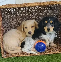 Fergus AKC Miniature longhair, a male Miniature Dachshund for sale in Alma, MI – Photo 7 of 9