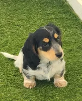 Fergus AKC Miniature longhair, a male Miniature Dachshund for sale in Alma, MI – Photo 5 of 9