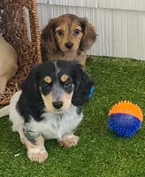 Fergus AKC Miniature longhair, a male Miniature Dachshund for sale in Alma, MI – Photo 6 of 9
