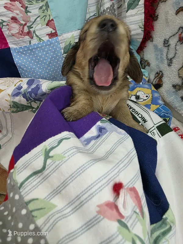 Akc LH miniature boy "Teddy" – Miniature Dachshund puppy for sale in Alma, MI