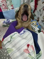 Akc LH miniature boy "Teddy", a male Miniature Dachshund for sale in Alma, MI – 1 of 4
