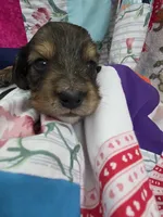 Akc LH miniature boy " Arlo", a male Miniature Dachshund for sale in Alma, MI – 3 of 6