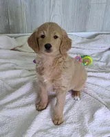 Molly F1, a female Goldendoodle and Golden Retriever for sale in Alma, MI – Photo 3 of 5