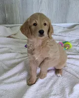 Molly F1, a female Goldendoodle and Golden Retriever for sale in Alma, MI – Photo 5 of 5