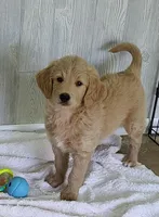 Molly F1, a female Goldendoodle and Golden Retriever for sale in Alma, MI – Photo 2 of 5
