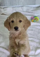 Molly F1, a female Goldendoodle and Golden Retriever for sale in Alma, MI – Photo 1 of 5