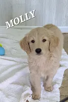 Molly F1, a female Goldendoodle and Golden Retriever for sale in Alma, MI – Photo 4 of 5