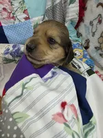 Akc LH miniature boy "Teddy", a male Miniature Dachshund for sale in Alma, MI – 4 of 4