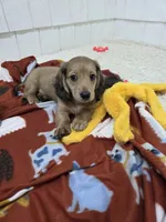 Akc LH miniature boy "Teddy" new pics 7-17 : ), a male Miniature Dachshund for sale in Alma, MI – 3 of 6
