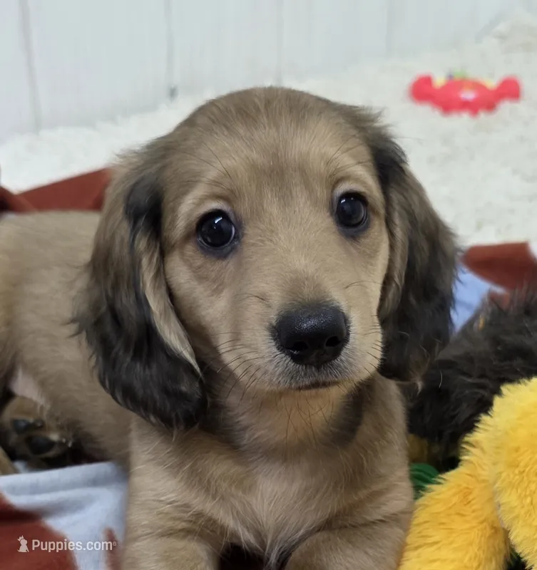 Akc LH miniature boy "Teddy" new pics 7-17 : ) – Miniature Dachshund puppy for sale in Alma, MI