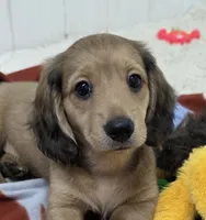 Akc LH miniature boy "Teddy" new pics 7-17 : ), a male Miniature Dachshund for sale in Alma, MI – 1 of 6