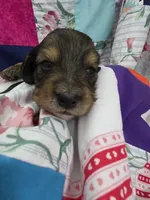 Akc LH miniature boy " Arlo", a male Miniature Dachshund for sale in Alma, MI – 5 of 6