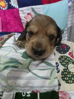 Akc LH miniature boy "Teddy", a male Miniature Dachshund for sale in Alma, MI – 2 of 4