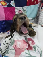Akc LH miniature boy " Arlo", a male Miniature Dachshund for sale in Alma, MI – 2 of 6