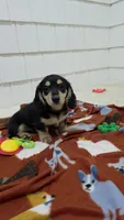 Olive AKC Miniature Longhair , a female Dachshund for sale in Alma, MI – 5 of 5