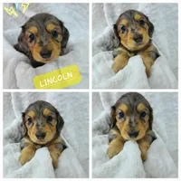 Lincoln AKC, a male Miniature Dachshund for sale in Alma, MI – Photo 1 of 10