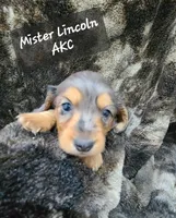 Lincoln AKC, a male Miniature Dachshund for sale in Alma, MI – Photo 3 of 10