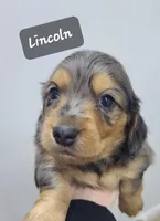 Lincoln AKC, a male Miniature Dachshund for sale in Alma, MI – Photo 4 of 10