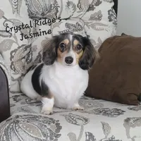 Lincoln AKC, a male Miniature Dachshund for sale in Alma, MI – Photo 10 of 10