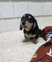 Olive AKC Miniature Longhair , a female Dachshund for sale in Alma, MI – 3 of 5