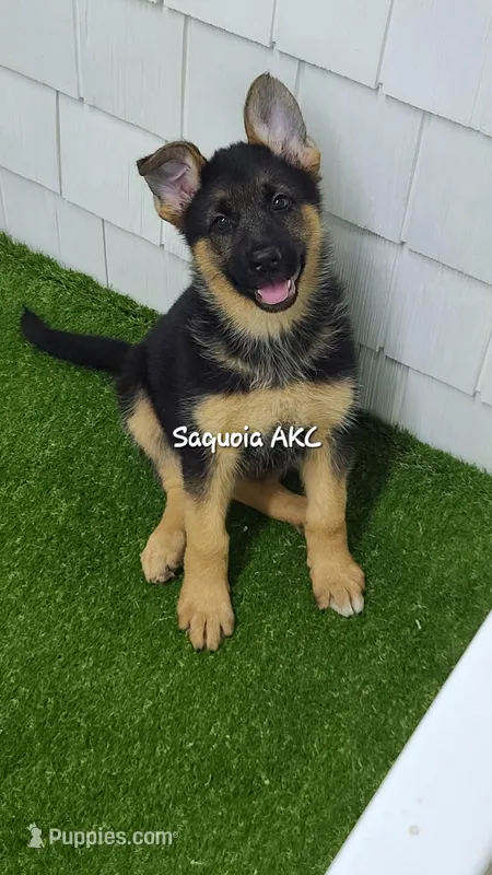 Sequoia AKC, a female German Shepherd Dog for sale in Alma, MI – Photo 1 of 5