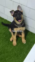 Sequoia AKC, a female German Shepherd Dog for sale in Alma, MI – Photo 1 of 5