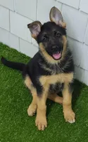 Sequoia AKC, a female German Shepherd Dog for sale in Alma, MI – Photo 3 of 5