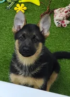 Sequoia AKC, a female German Shepherd Dog for sale in Alma, MI – Photo 2 of 5