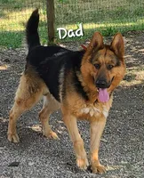 Sequoia AKC, a female German Shepherd Dog for sale in Alma, MI – Photo 5 of 5