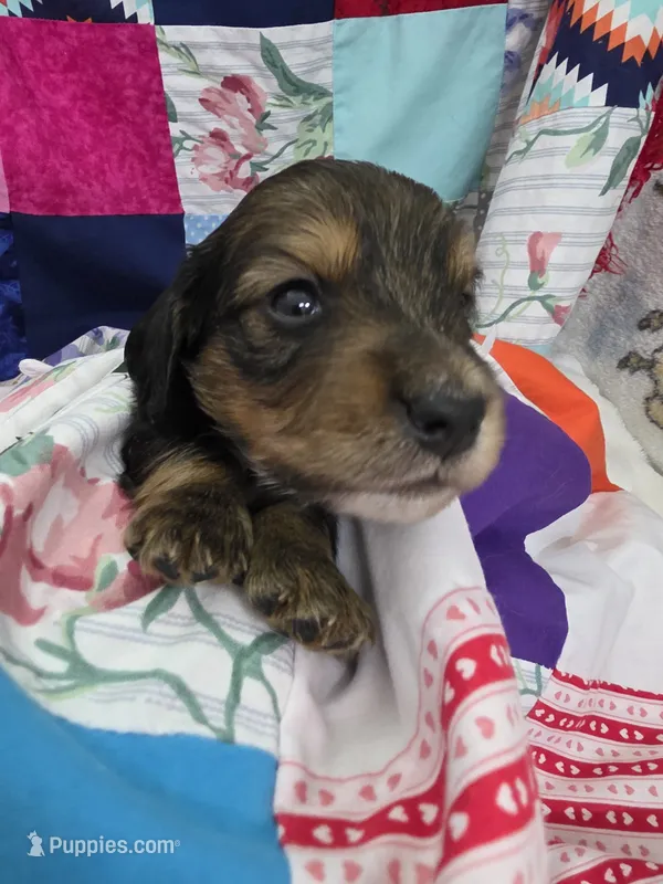 Akc LH miniature boy " Arlo" – Miniature Dachshund puppy for sale in Alma, MI