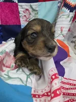 Akc LH miniature boy " Arlo", a male Miniature Dachshund for sale in Alma, MI – 1 of 6