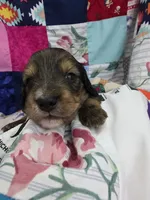 Akc LH miniature boy " Arlo", a male Miniature Dachshund for sale in Alma, MI – 6 of 6