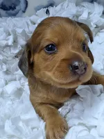 Poppy AKC LH New pics 10-11, a female Miniature Dachshund for sale in Alma, MI – Photo 7 of 8